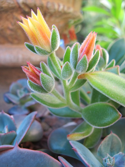 Flowering Succulent