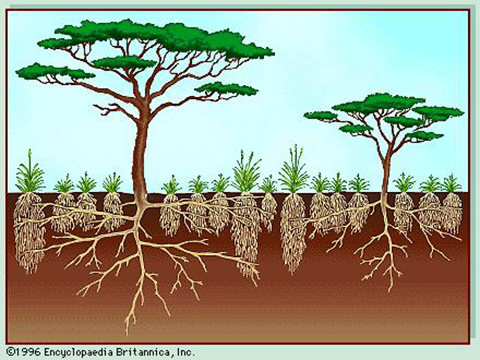 Savanna plant roots
