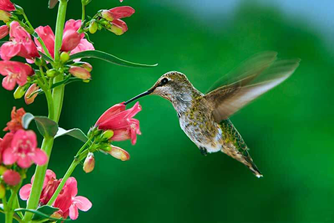 hummingbird