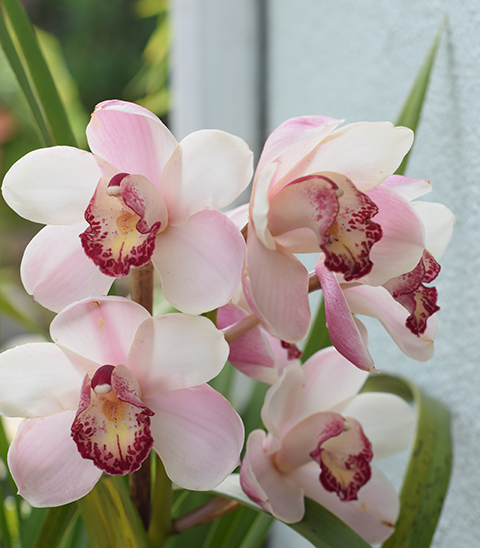 Pink cymbidium