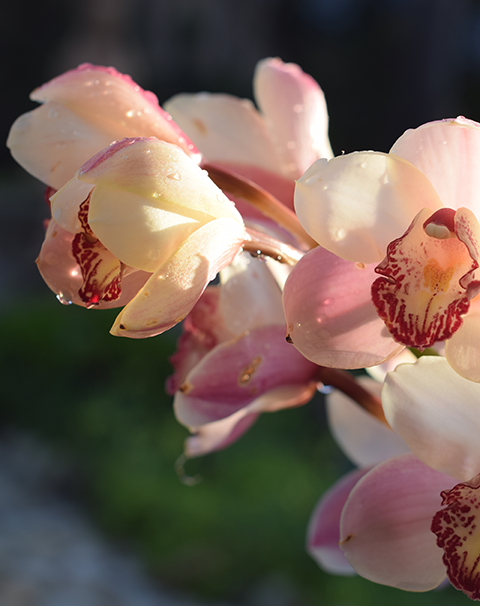 Pink cymbidium after a rainfall