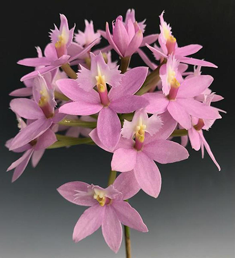 Epidendrum