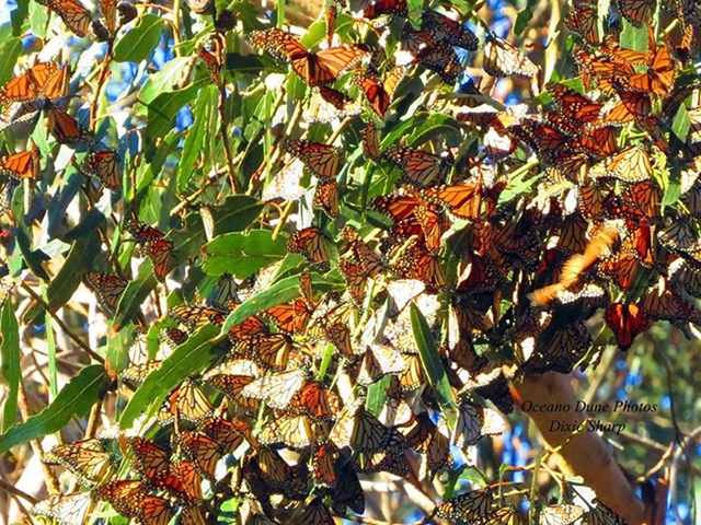 Monarch butterflies wintering on eucalyptus