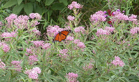Butterfly and milkweed